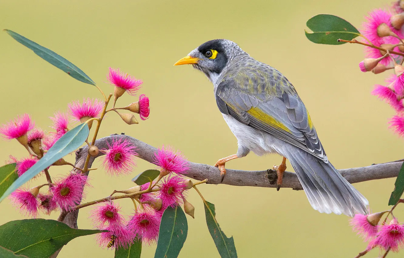 Photo wallpaper flowers, bird, branch, feathers, tail