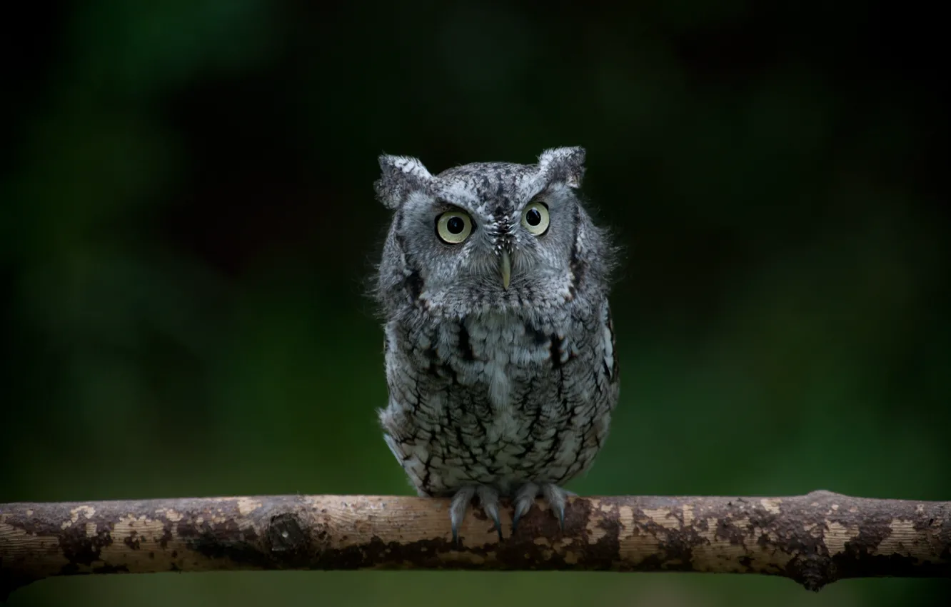 Photo wallpaper look, branches, owl, bird, green background, owl