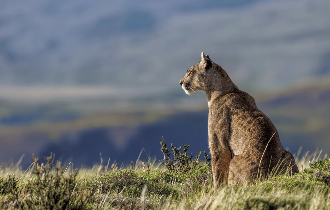 Photo wallpaper predator, Puma, big cat