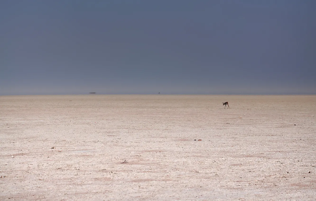 Photo wallpaper desert, minimalism, ROE