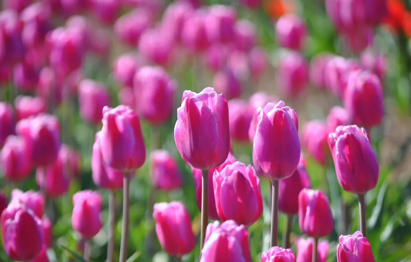 Photo wallpaper field, flowers, glade, spring, tulips, pink, buds, a lot