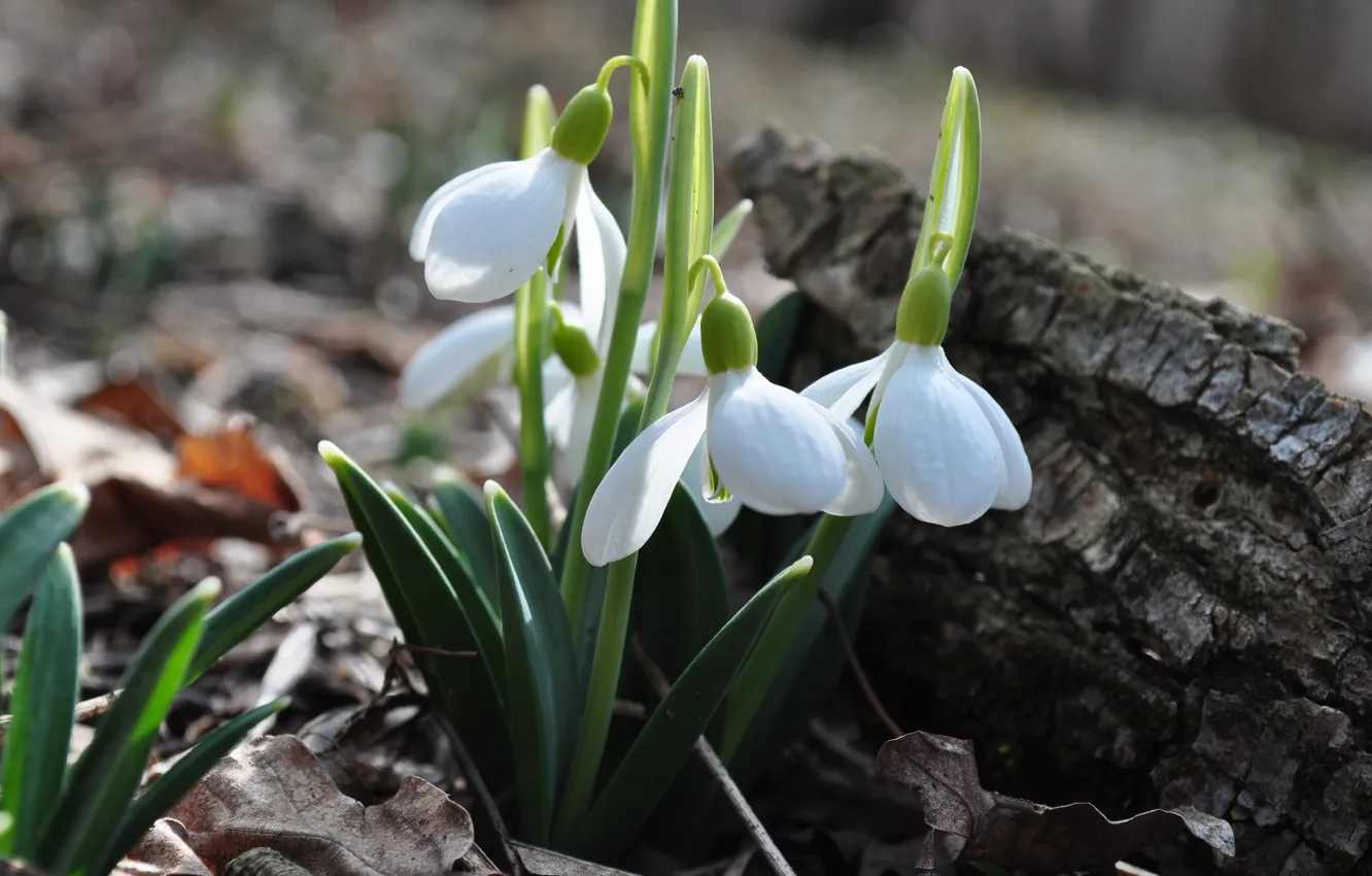 Photo wallpaper flowers, spring, snowdrops