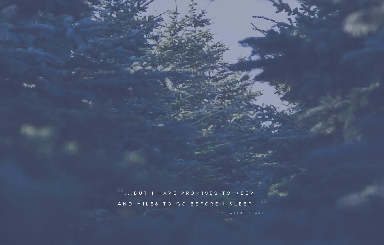 Photo wallpaper winter, forest, tree, spruce, the phrase