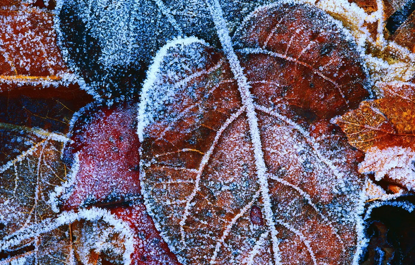 Photo wallpaper ice, winter, frost, leaves, background, frost
