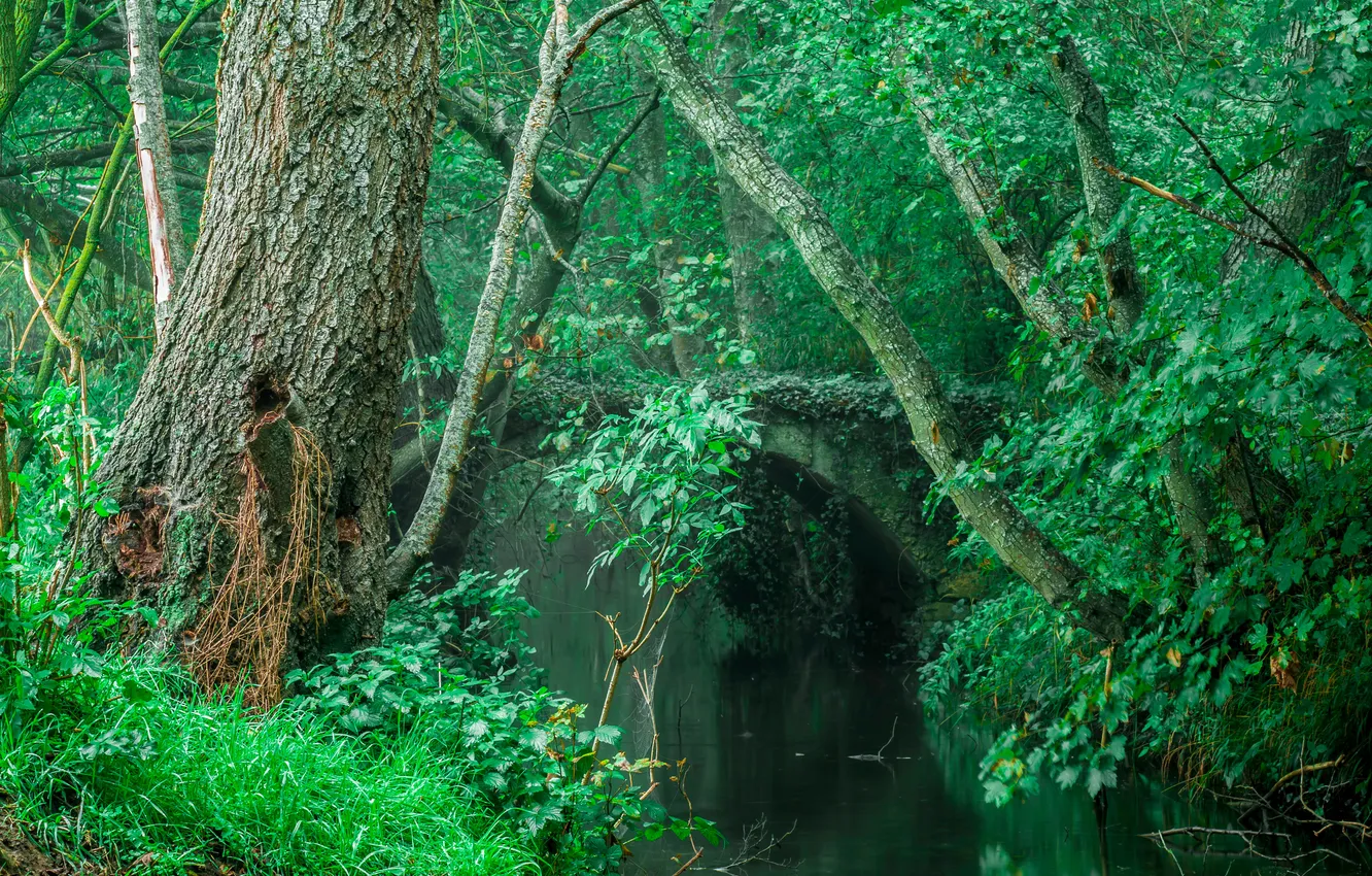 Photo wallpaper forest, grass, trees, bridge, river, thickets, thicket