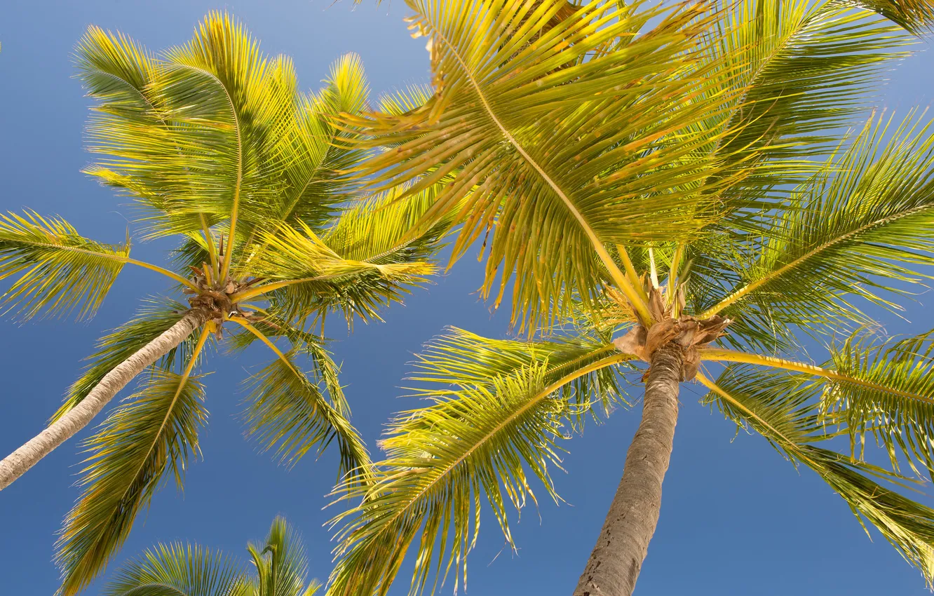 Photo wallpaper greens, summer, the sky, leaves, palm trees