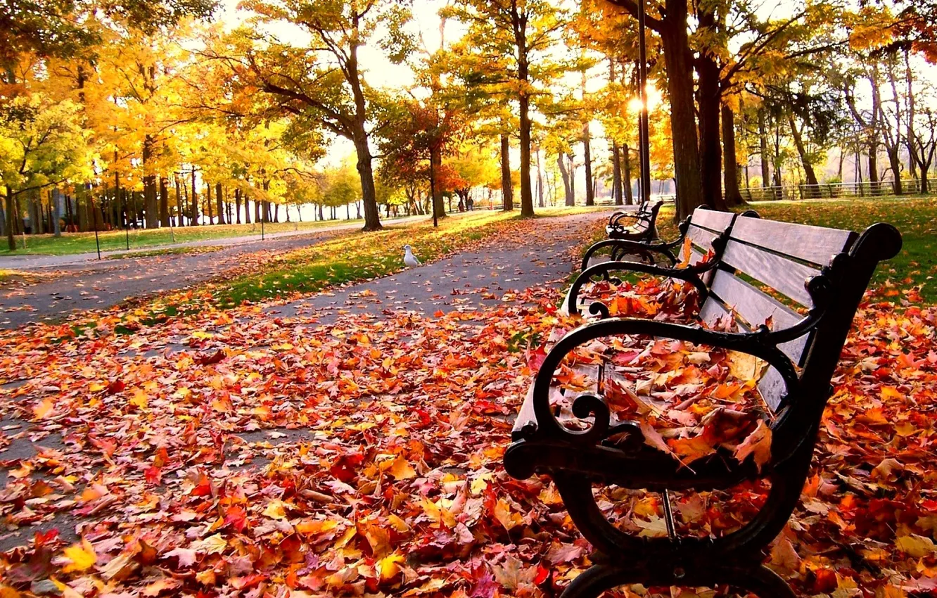 Photo wallpaper autumn, leaves, trees, Park, bird, bench