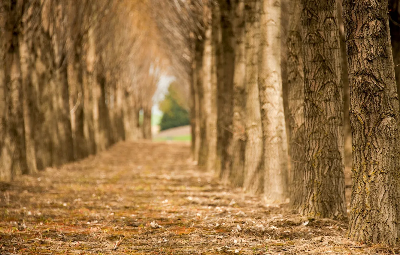 Photo wallpaper trees, nature, Park, photo, background, Wallpaper, blur, alley