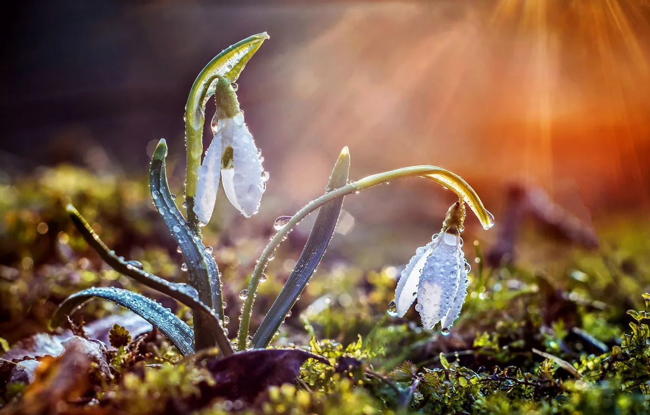 Photo wallpaper the sun, flowers, nature, rain, spring, bokeh