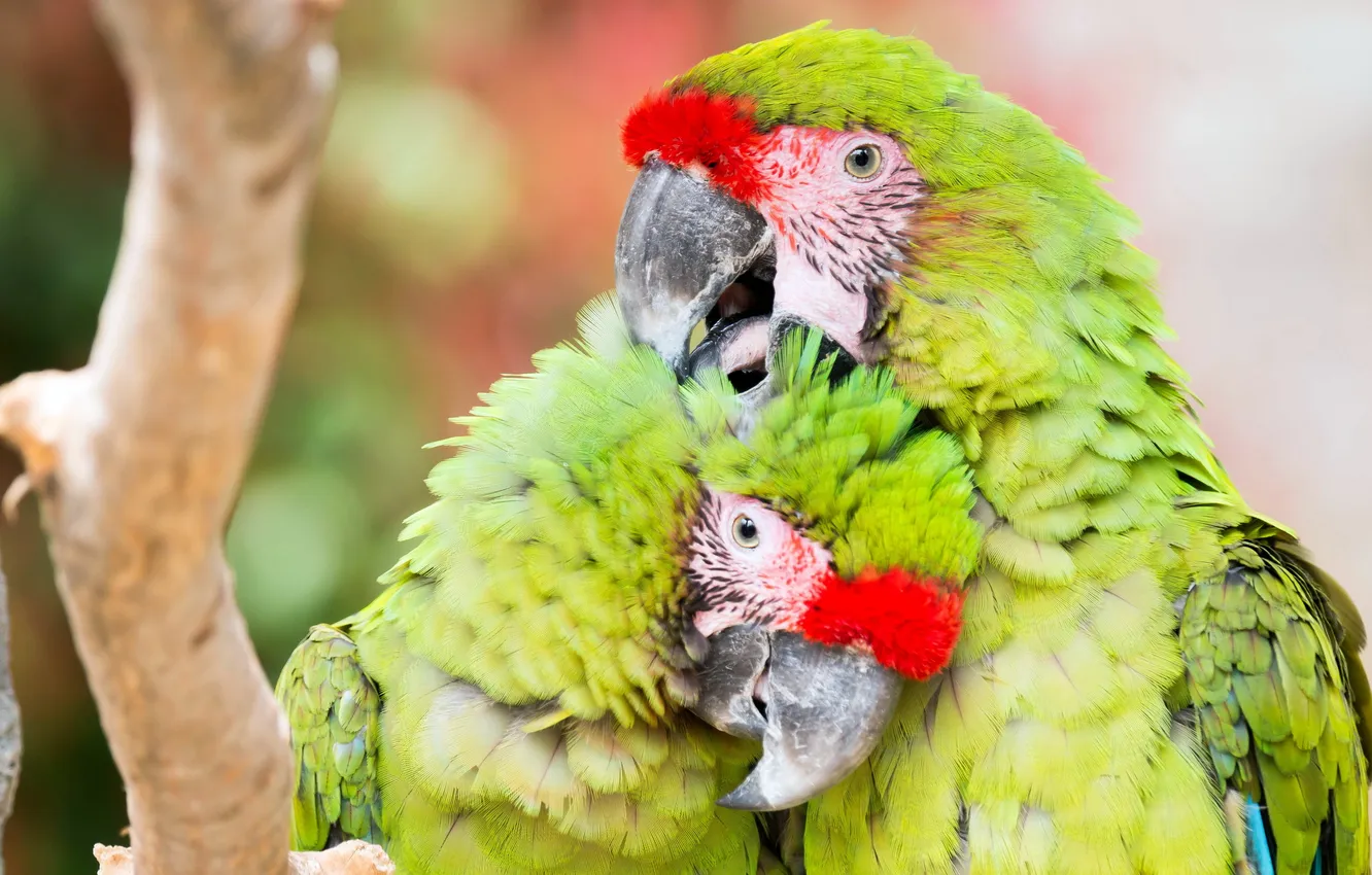 Photo wallpaper nature, bird, parrot