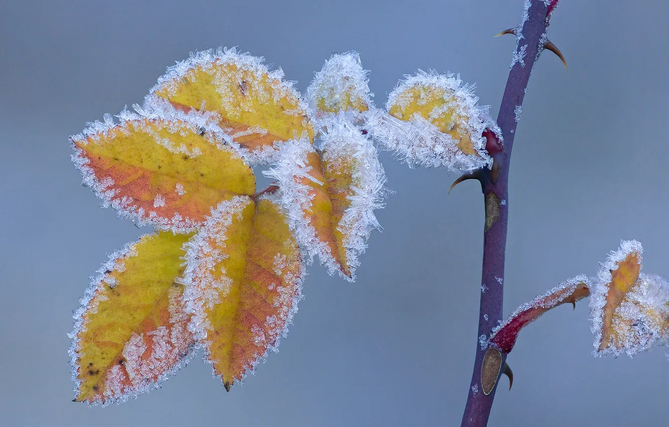 Photo wallpaper frost, autumn, leaves, macro, branches, spikes