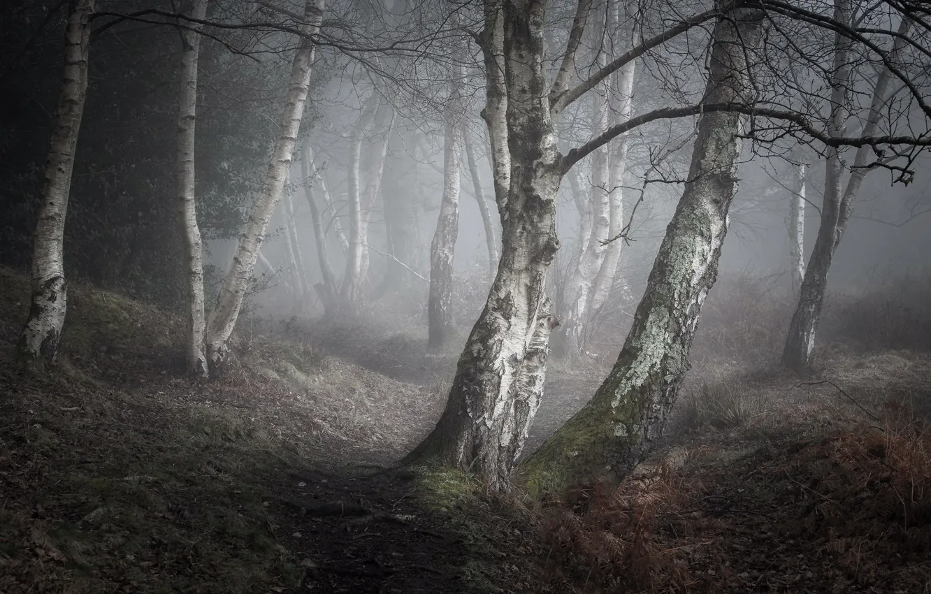 Photo wallpaper nature, fog, birch