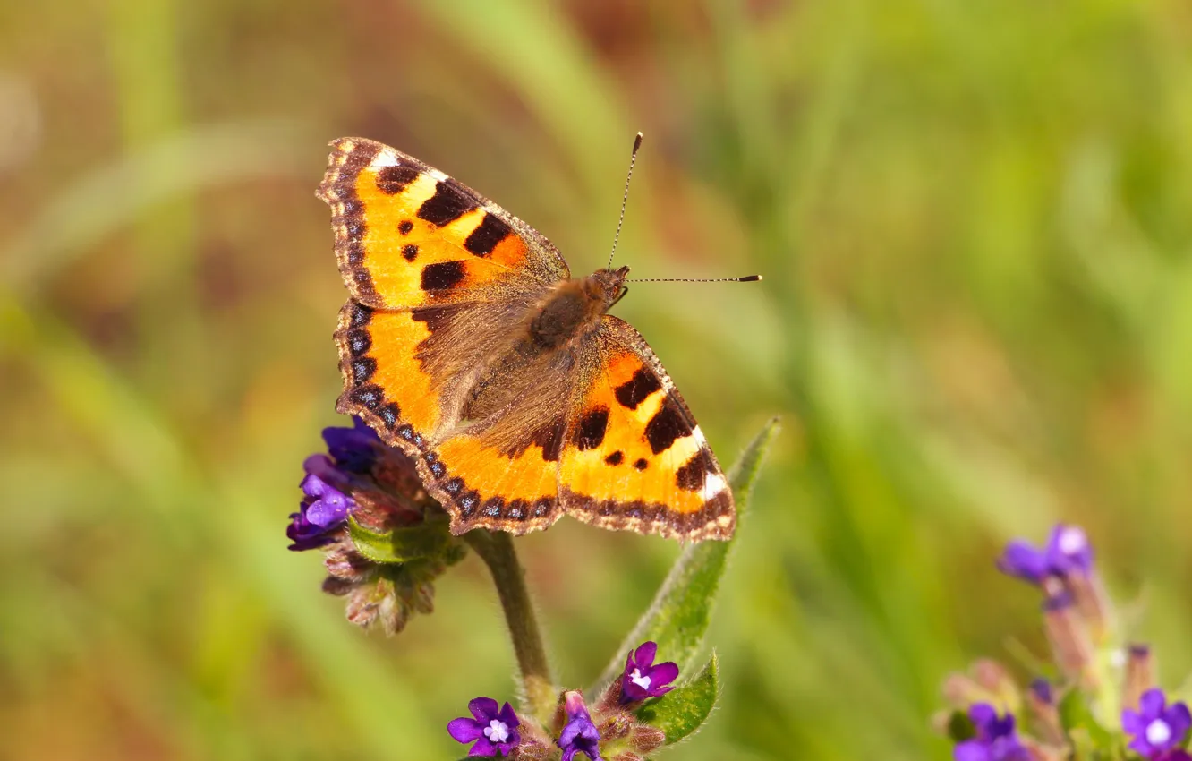 Photo wallpaper flower, insect, butterffy