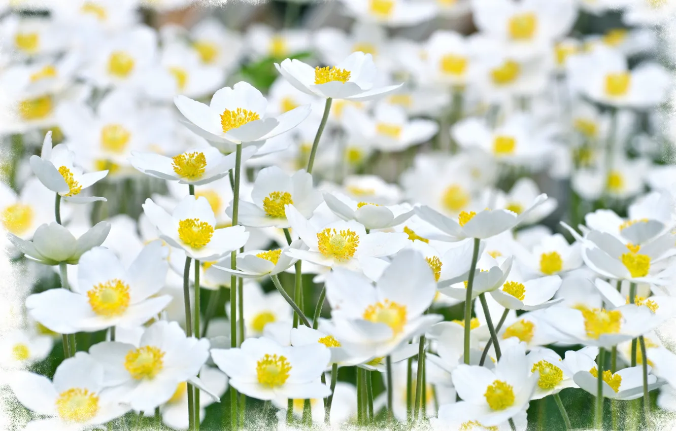 Photo wallpaper summer, flowers, style, background