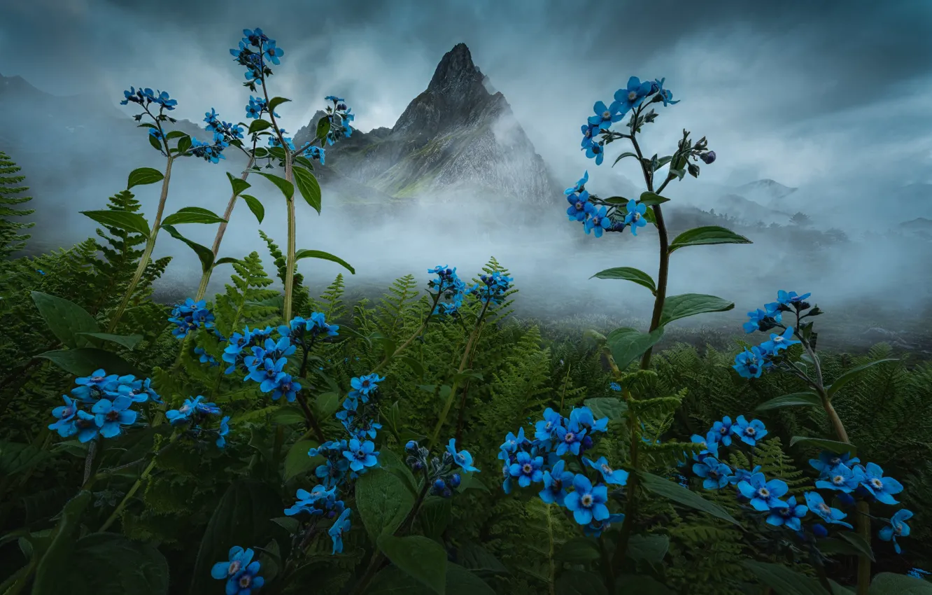 Photo wallpaper flowers, mountains, fog, blue, haze, forget-me-nots, Brunner