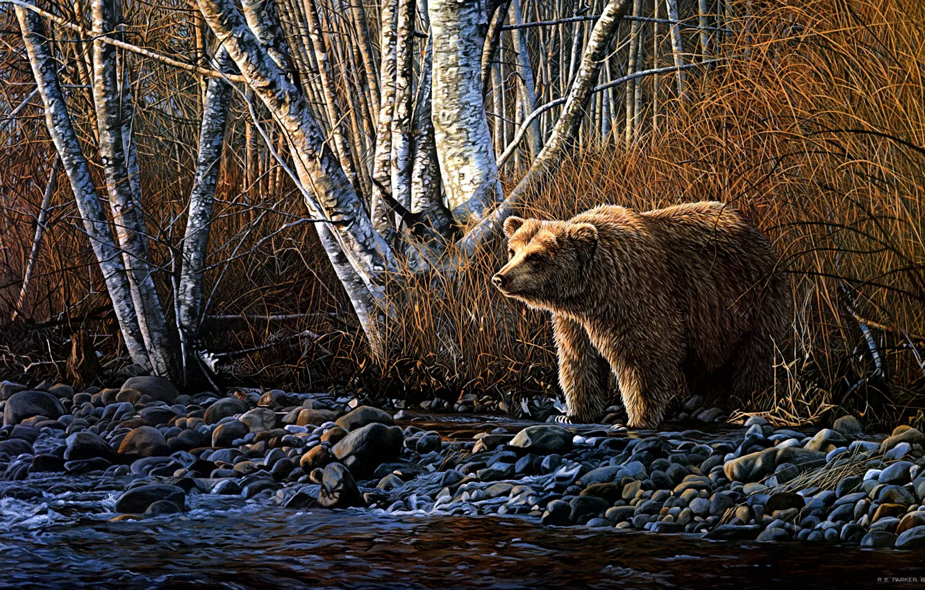 Photo wallpaper autumn, forest, grass, light, trees, branches, pebbles, stream