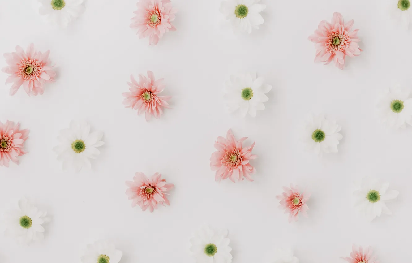 Photo wallpaper white, flowers, pink, chrysanthemum