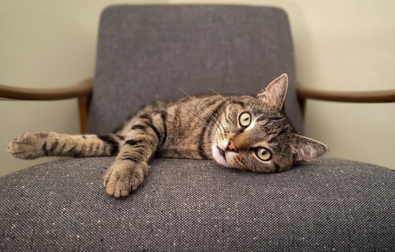 Photo wallpaper cat, cat, look, face, grey, chair, lies, striped