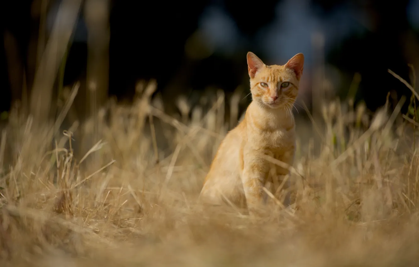 Photo wallpaper cat, cat, look, red