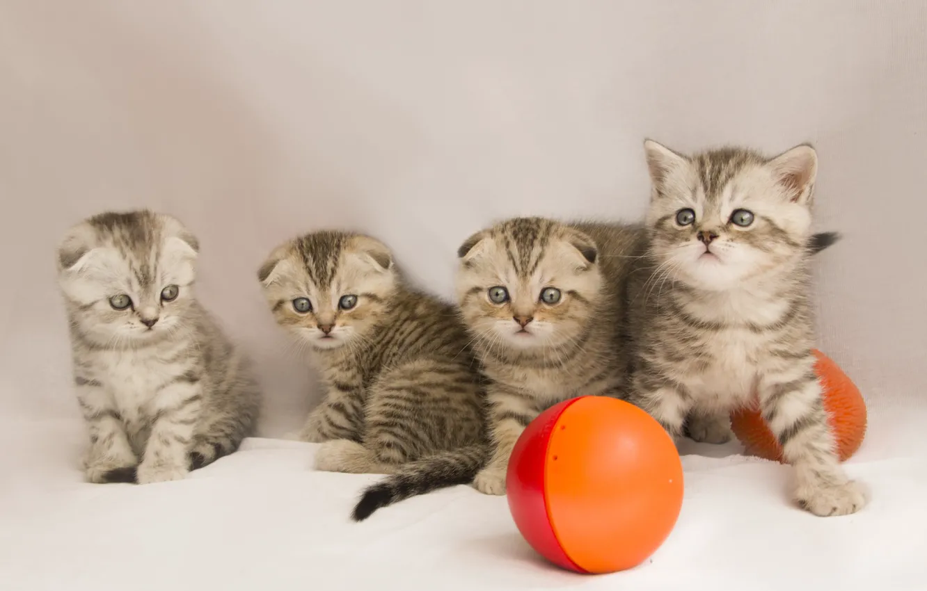 Photo wallpaper cat, kitty, fold, baby, kittens, Scottish