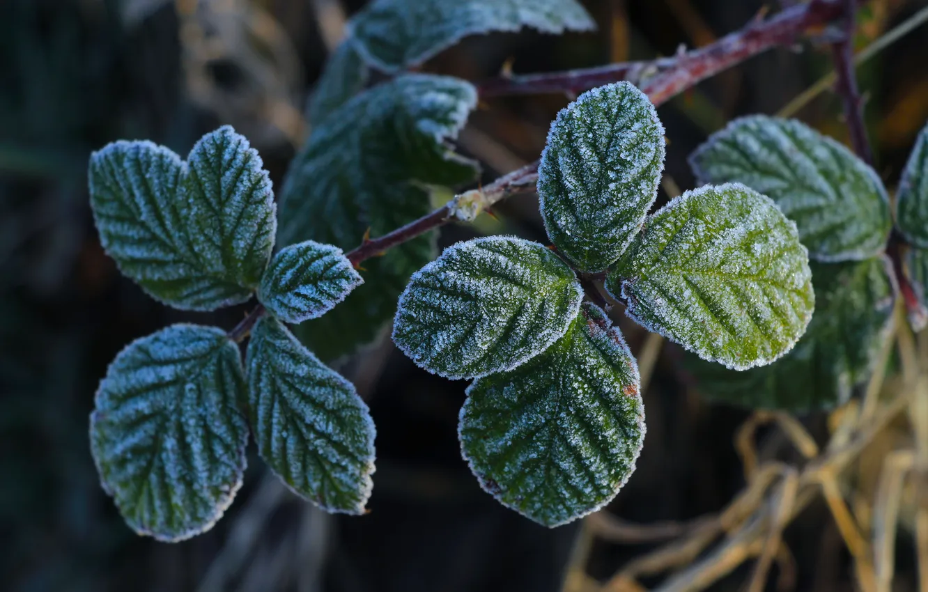Photo wallpaper leaf, plant, frost