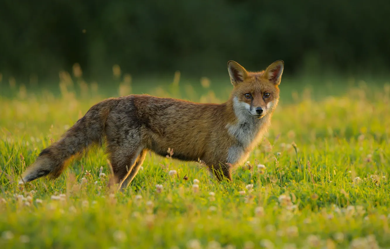 Photo wallpaper grass, flowers, glade, Fox, clover, lawn, bokeh