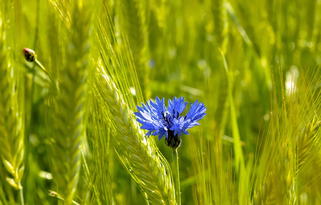Photo wallpaper field, flowers, ears, cornflowers