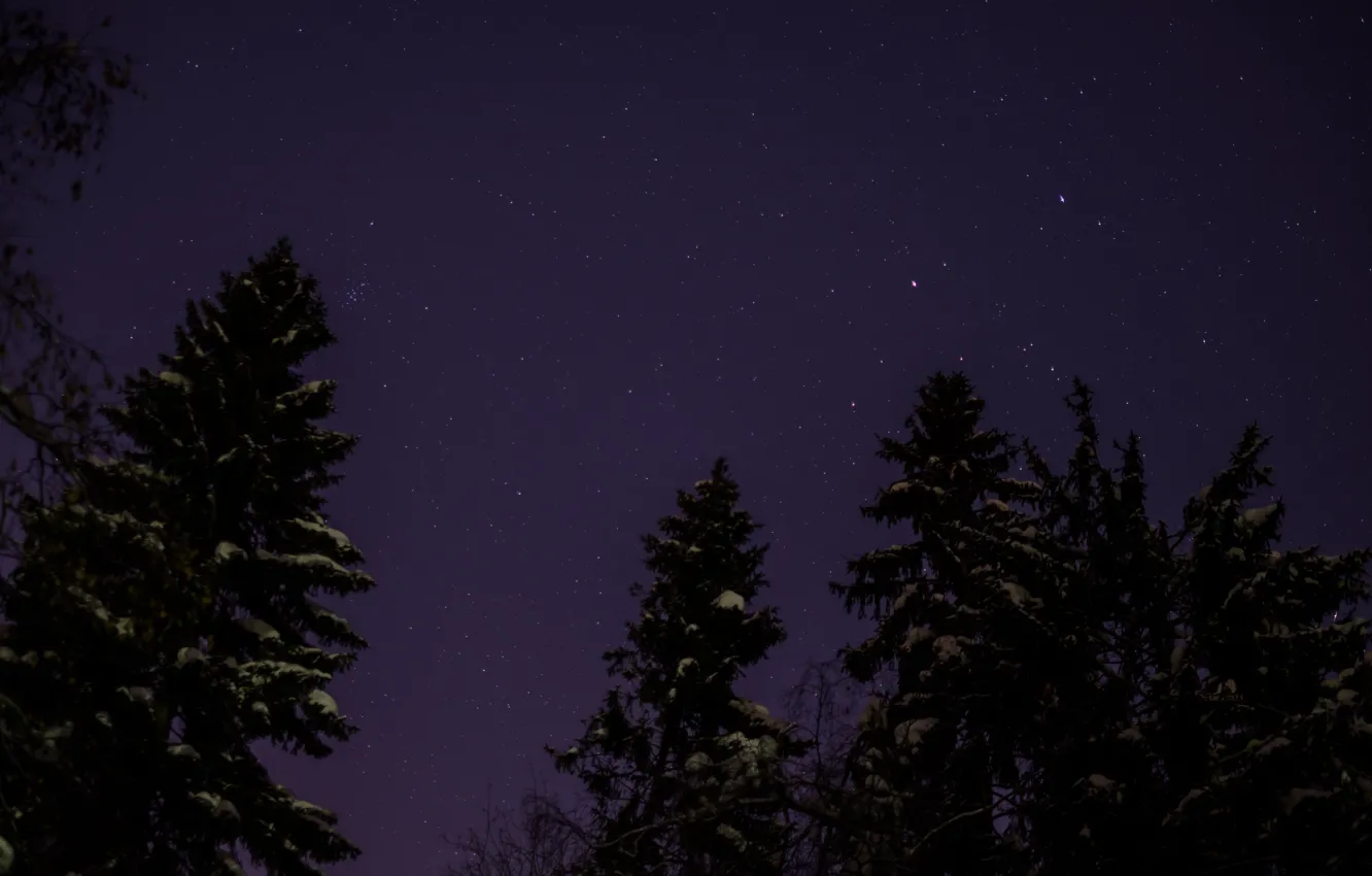 Photo wallpaper winter, forest, the sky, stars, snow, night, nature, coniferous trees