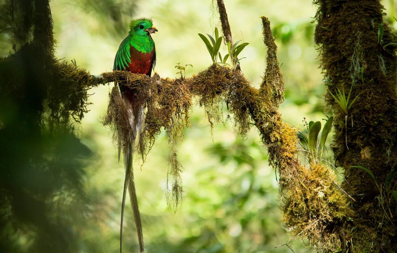 Photo wallpaper branches, bird, jungle, bokeh, mining, Quetzal, Costa Rica