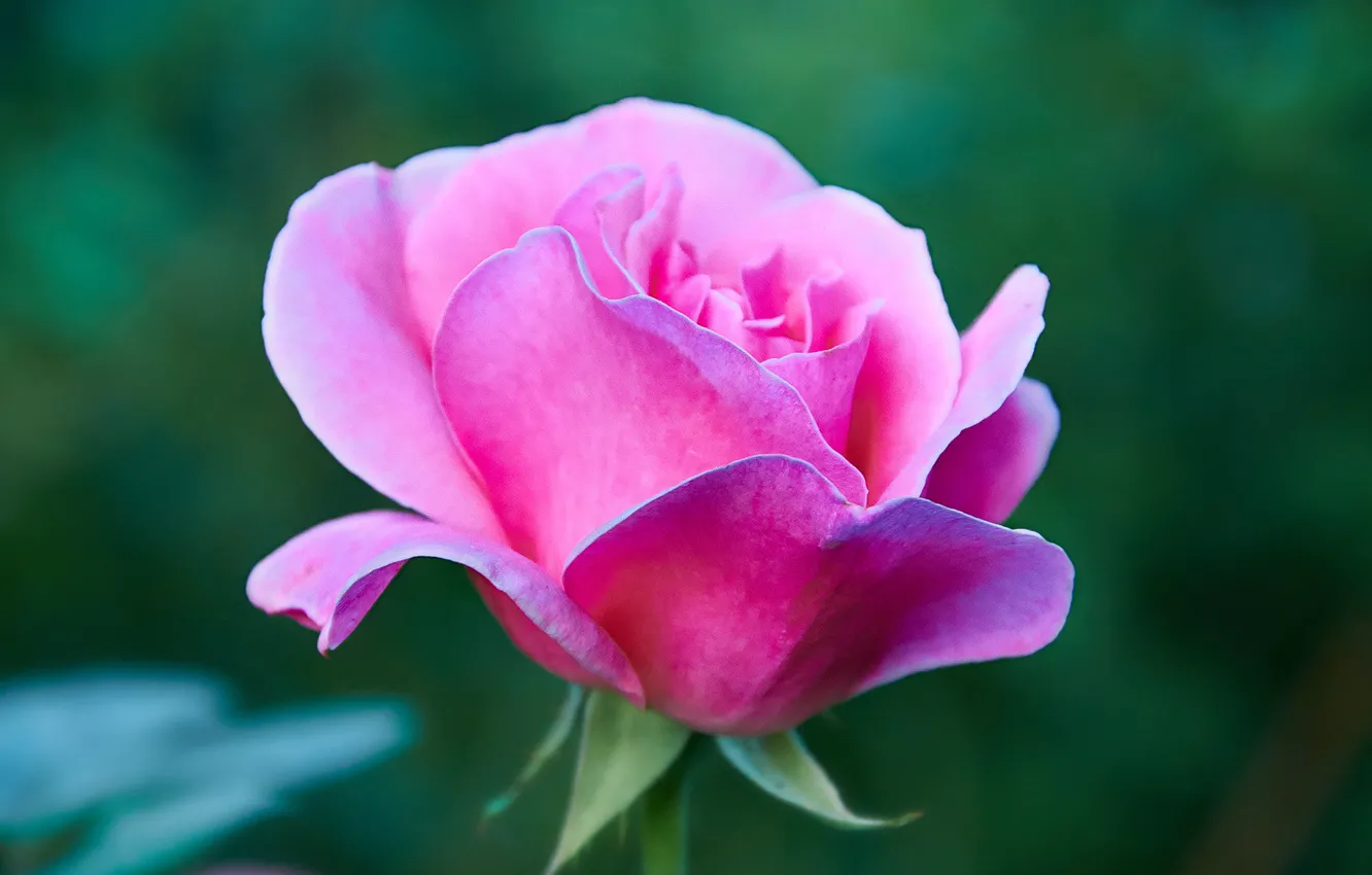 Photo wallpaper flowers, nature, roses, rose, flower, nature