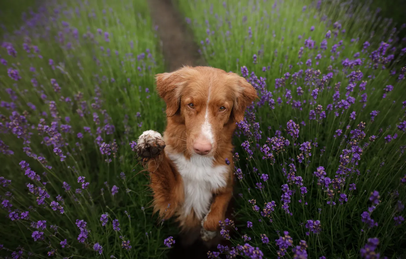 Photo wallpaper flowers, pose, dog, paws, red, face, path, stand