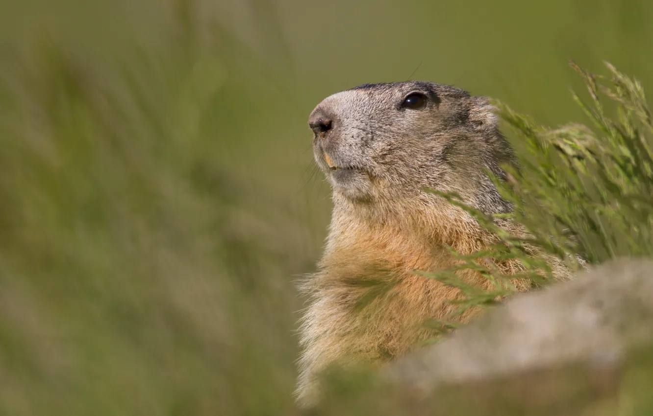 Photo wallpaper grass, look, nature, background, animal, portrait, face, marmot