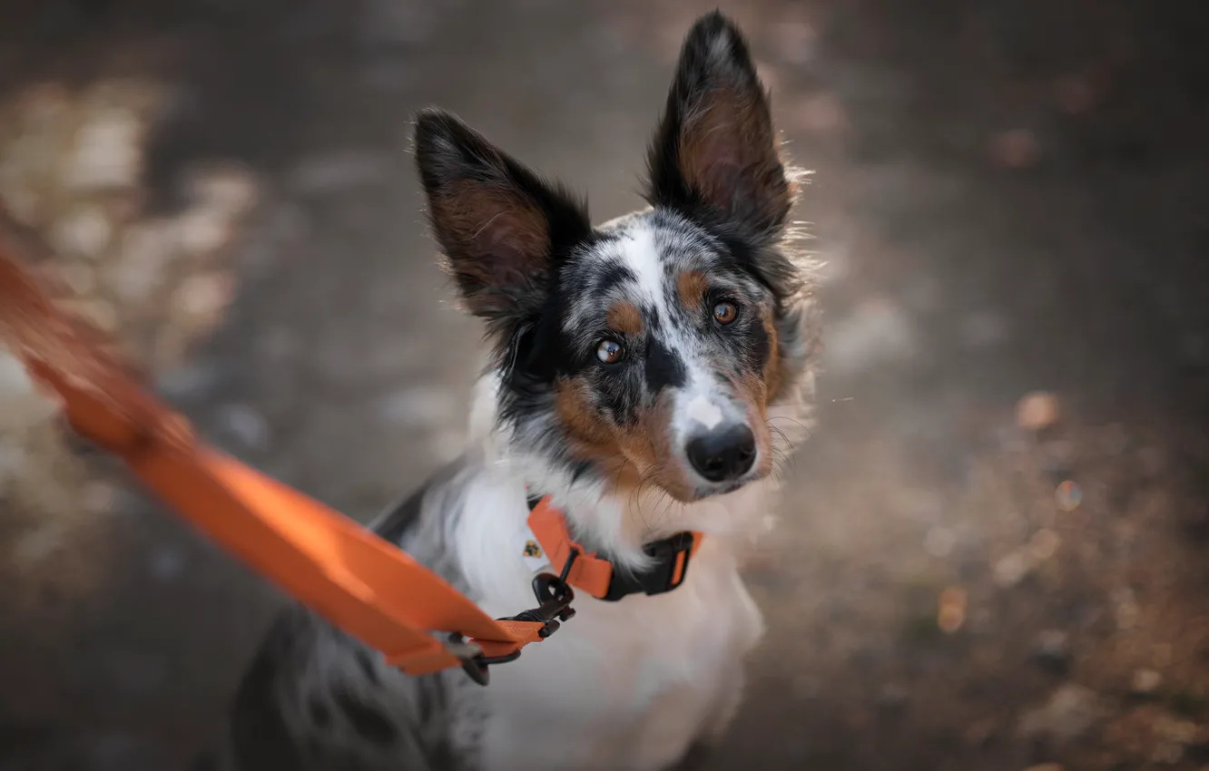 Photo wallpaper road, look, face, light, background, portrait, dog, leash