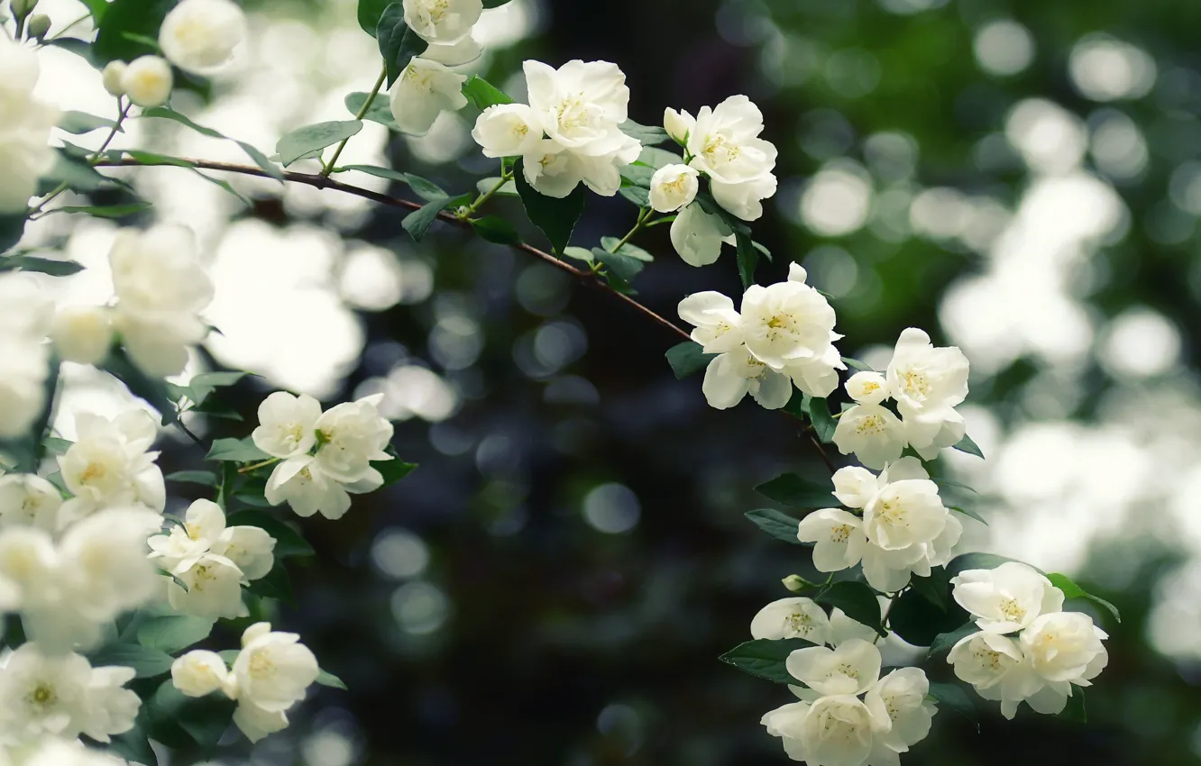 Photo wallpaper branch, flowering, Jasmine