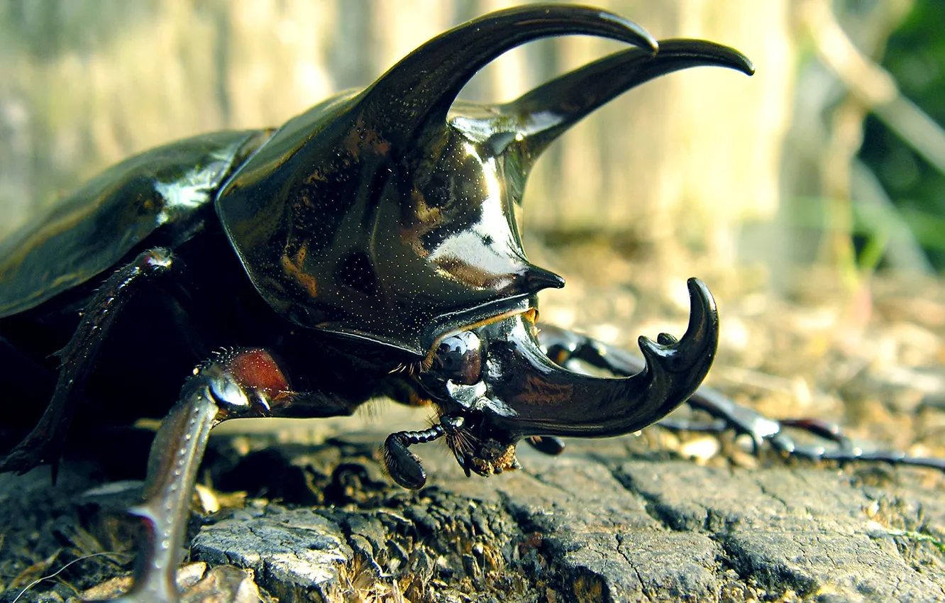 Photo wallpaper PAWS, INSECT, MUSTACHE, HORNS, RHINO, SHELL, BEETLE