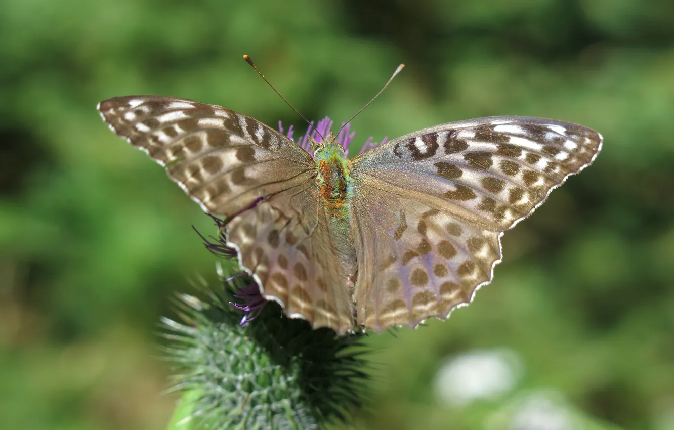 Photo wallpaper flowers, macro, butterfly, wings, beautiful, closeup