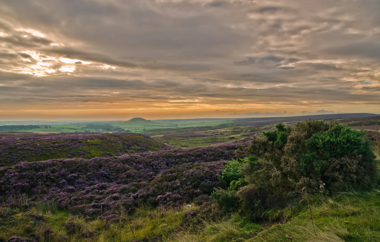 Photo wallpaper clouds, flowers, clouds, hills, shrub