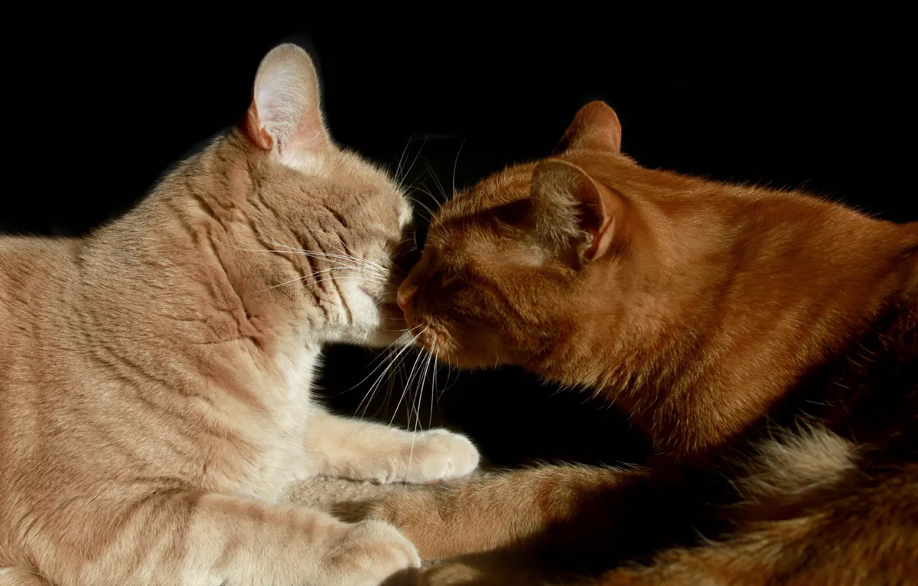 Photo wallpaper cat, background, home