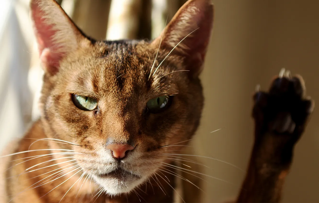 Photo wallpaper cat, face, the sun, paw, focus, Kote