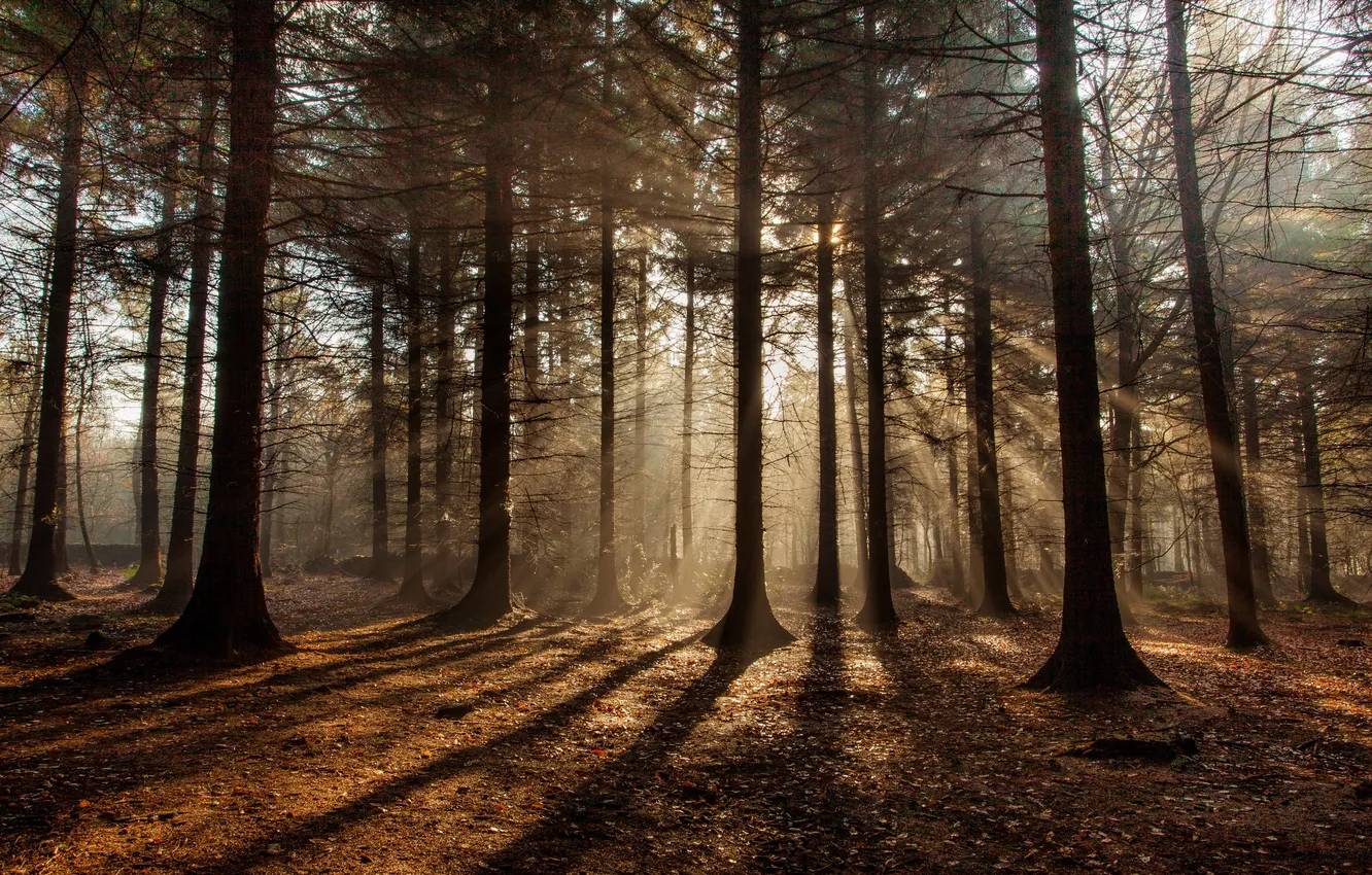Photo wallpaper forest, nature, morning