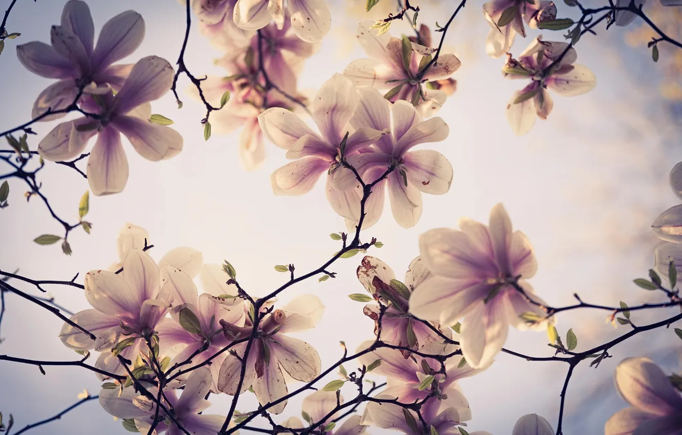 Photo wallpaper trees, flowers, branches, spring, Magnolia