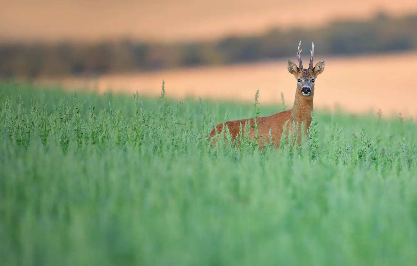 Photo wallpaper grass, nature, deer
