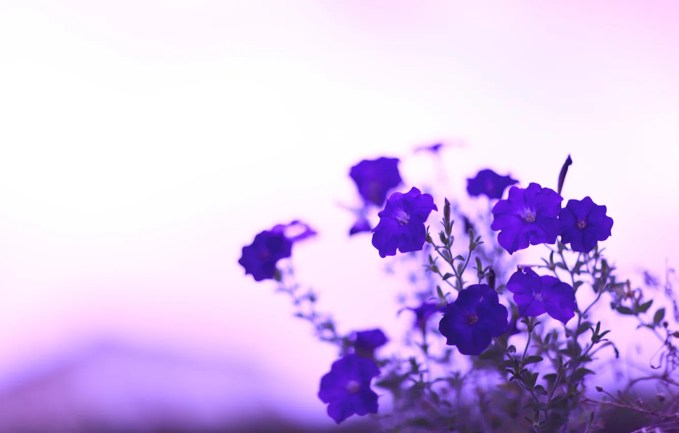 Photo wallpaper flowers, stems, color, blur, purple, blue