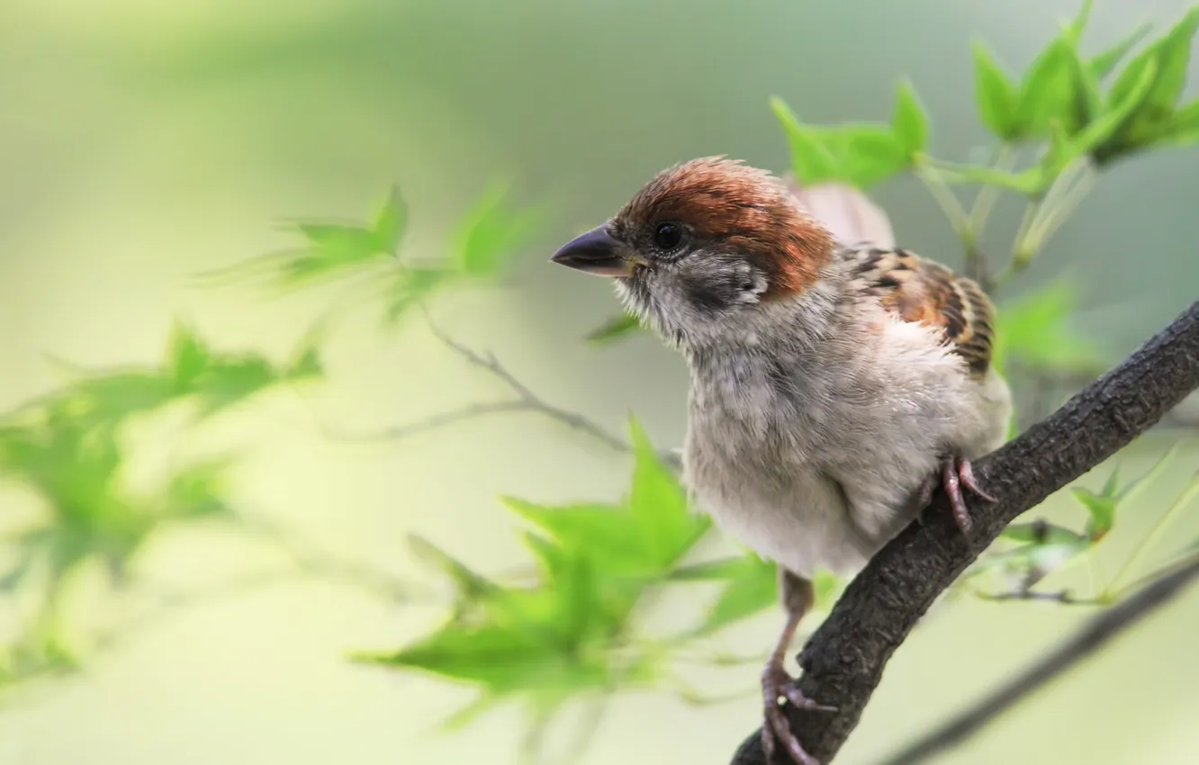 Photo wallpaper sprig, bird, Sparrow
