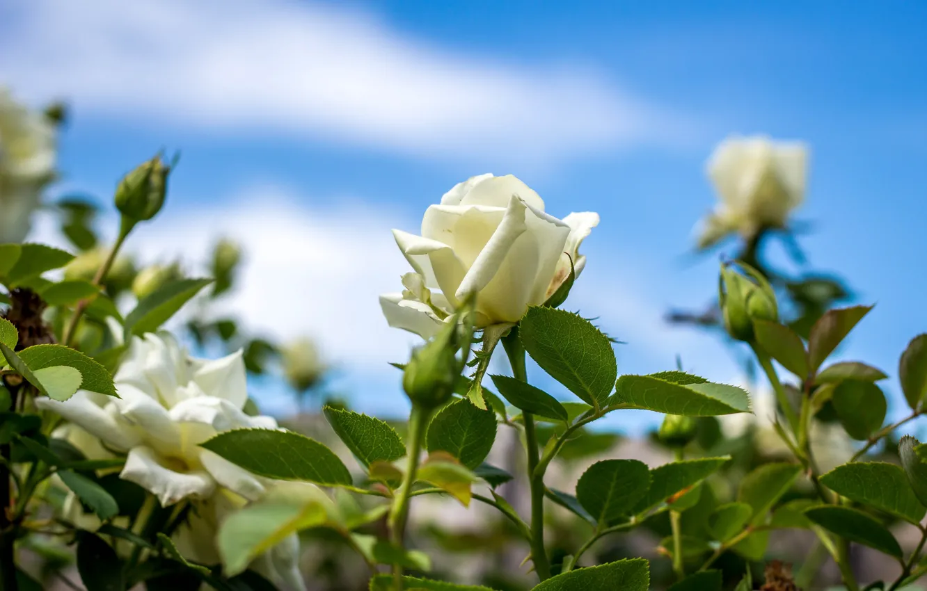 Photo wallpaper roses, buds, white roses