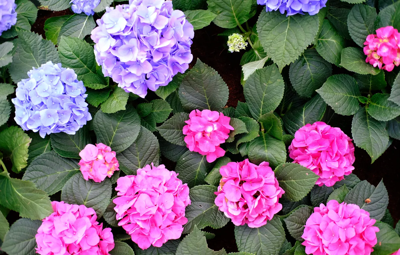 Photo wallpaper flowers, flowering, the bushes, hydrangea