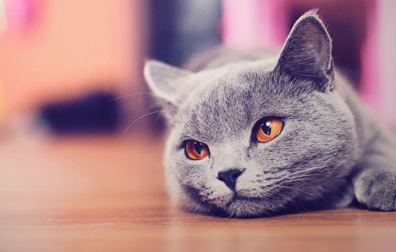 Photo wallpaper cat, cat, cat