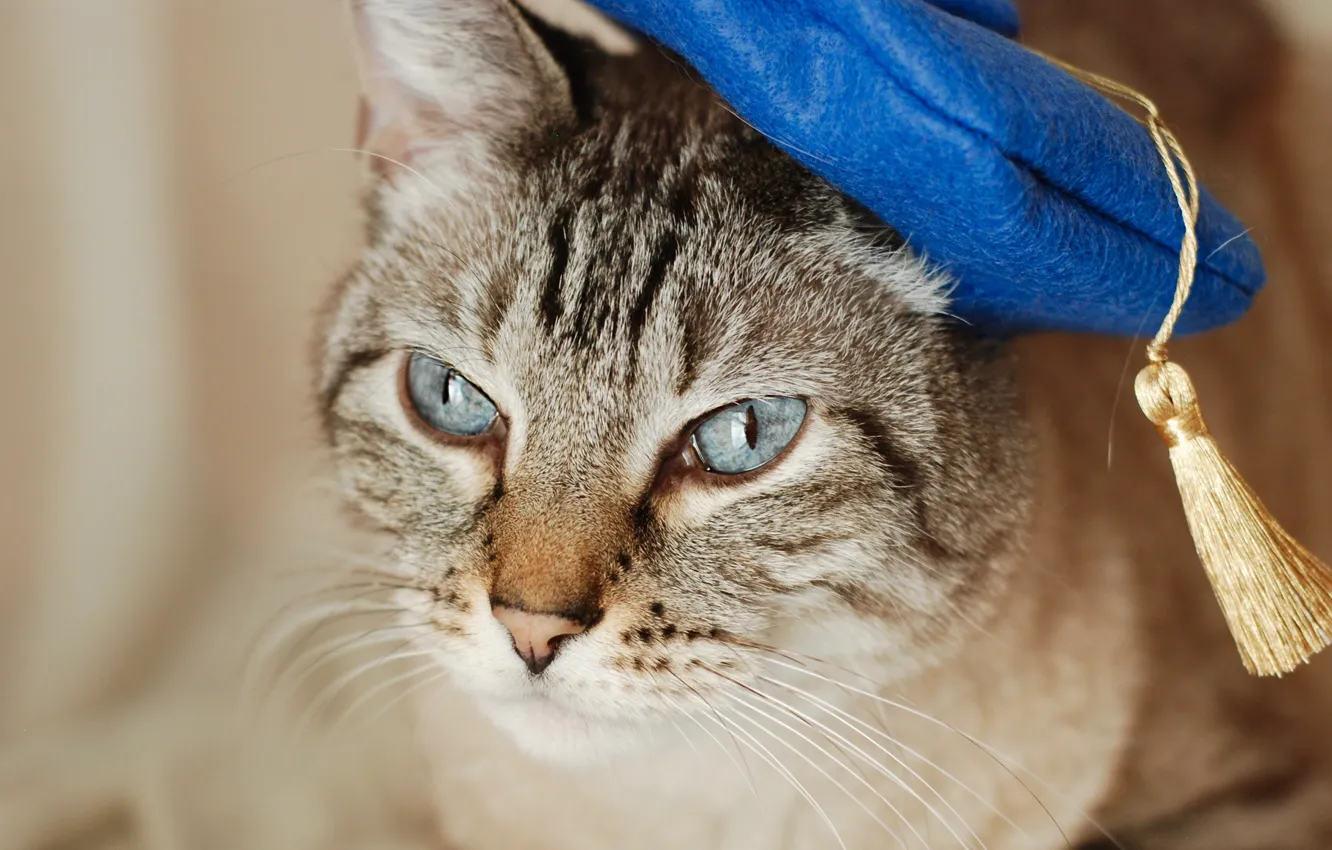 Photo wallpaper cat, cat, portrait, takes, cap