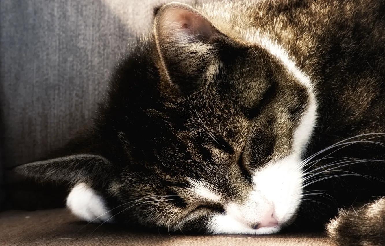 Photo wallpaper cat, cat, background, widescreen, Wallpaper, sleeping, wallpaper, widescreen