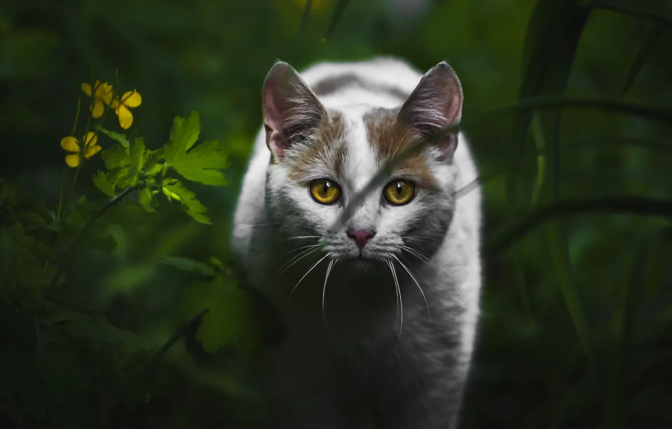 Photo wallpaper cat, white, summer, grass, cat, look, the dark background, portrait